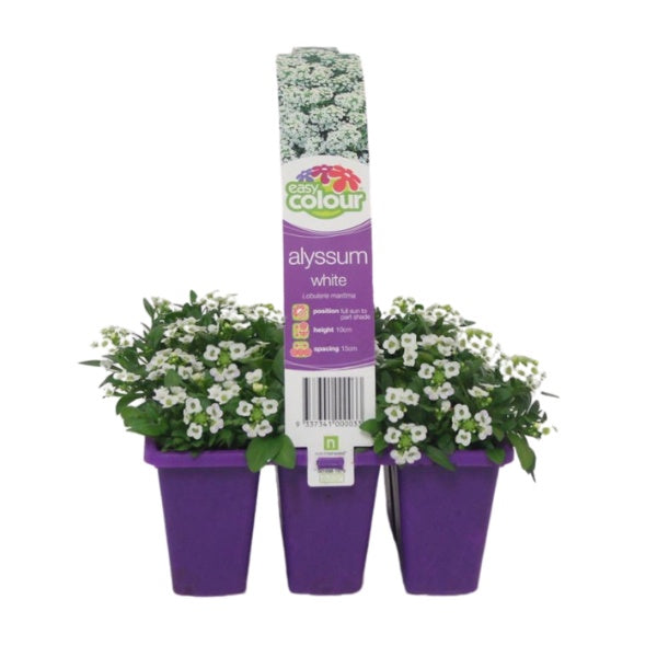 Alyssum White