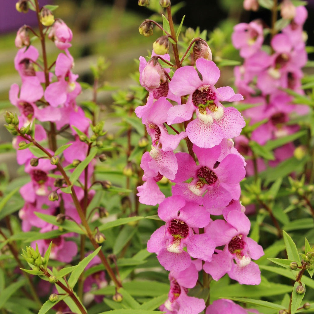 Angelonia Lavender