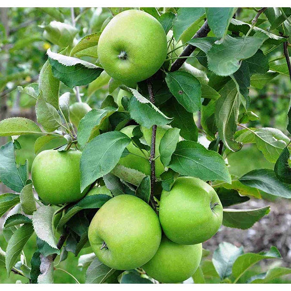 Apple Dwarf Leprechaun