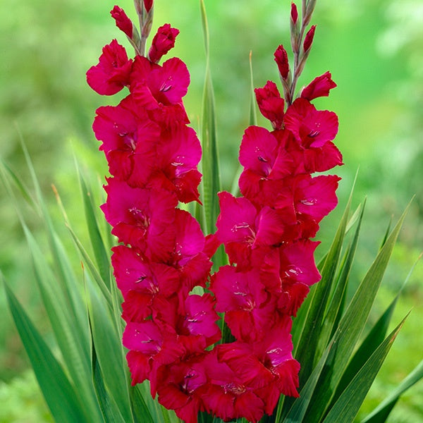Gladiolus Plum Tart - 4 Bulbs