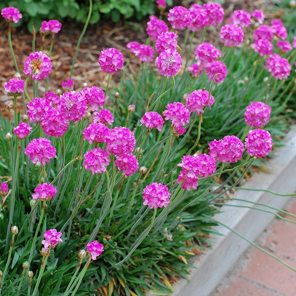 Armeria Bee's Ruby 14cm