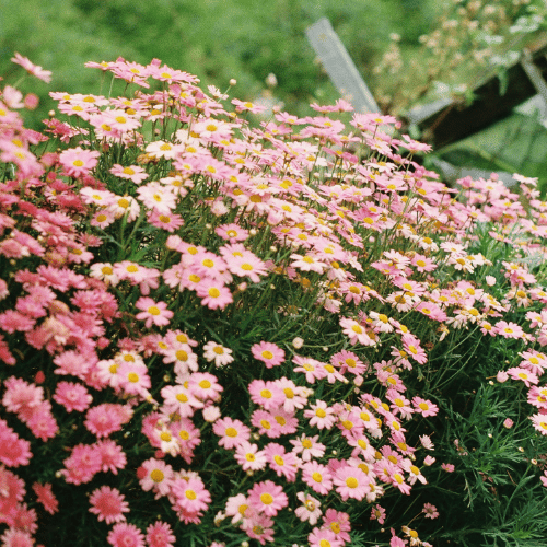 Argyranthemum Aramis Rose Bi 20cm
