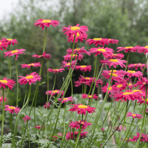 Argyranthemum Angelic Ruby 20cm