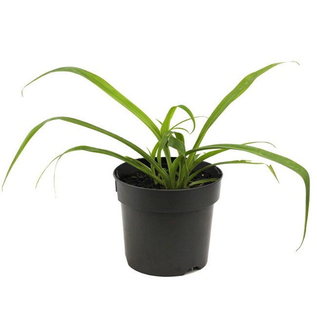 Arthropodium Te Puna 14cm