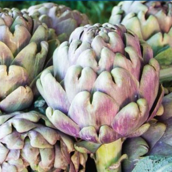 Artichoke Violet de Provence - 50 Seeds