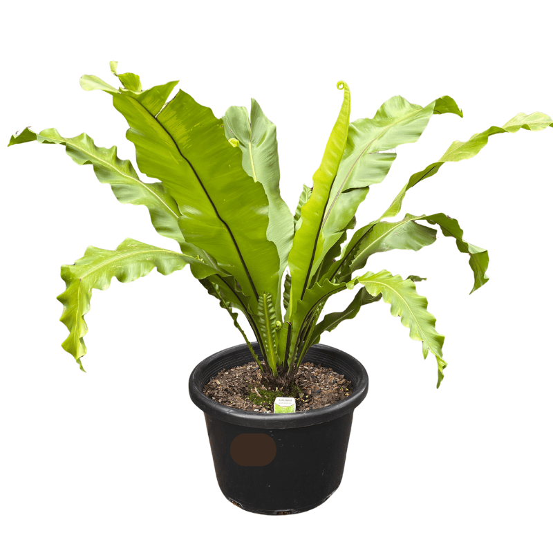 Asplenium nidus - Bird's Nest Fern 40cm