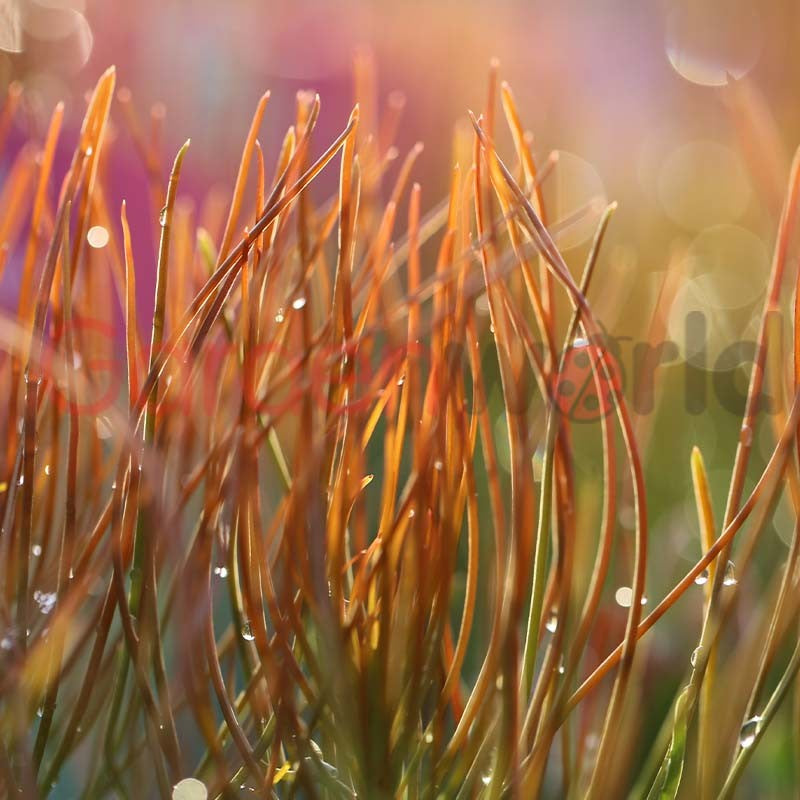 Aulax 'Bronze Haze' 14cm