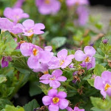 Bacopa Pink