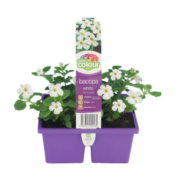 Bacopa White
