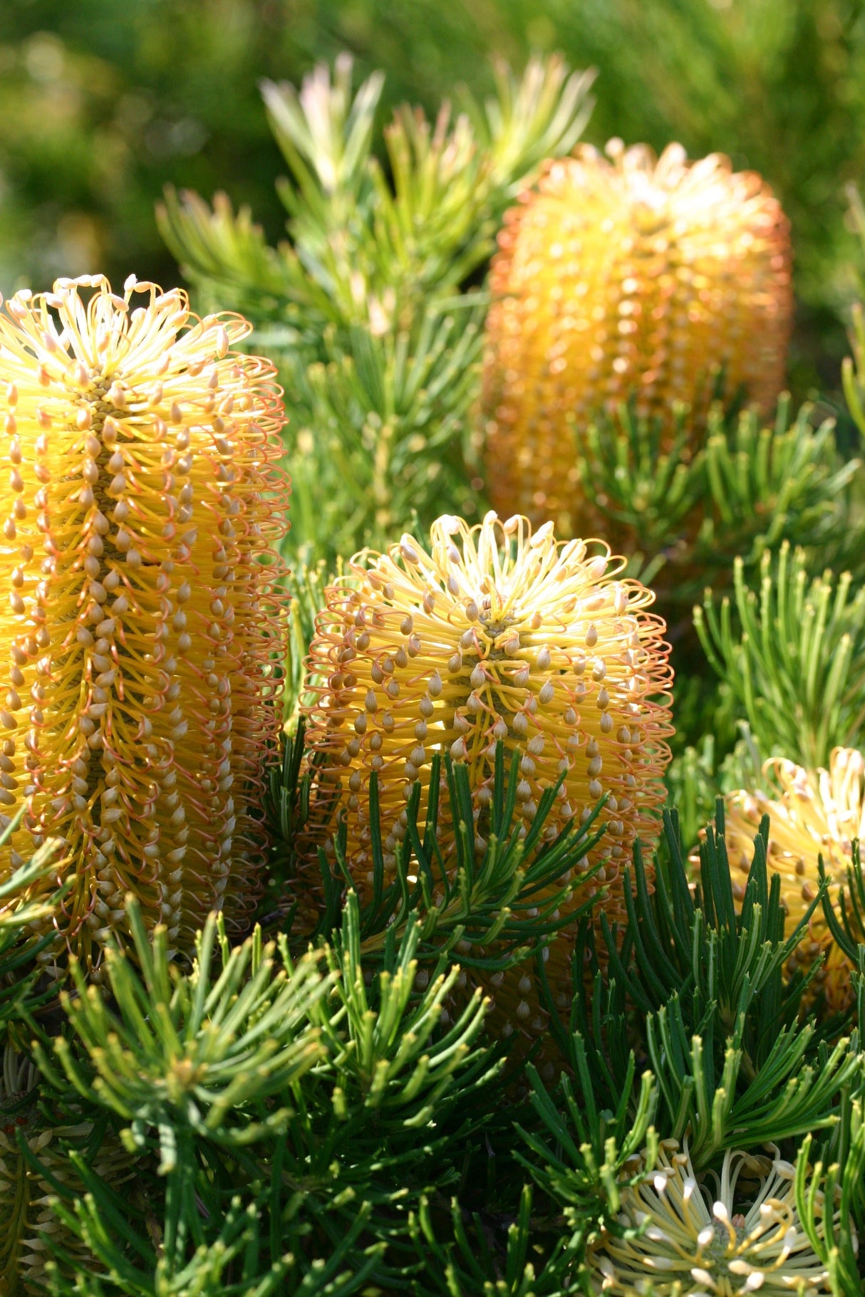 Banksia spinulosa 'Birthday Candles' 30cm