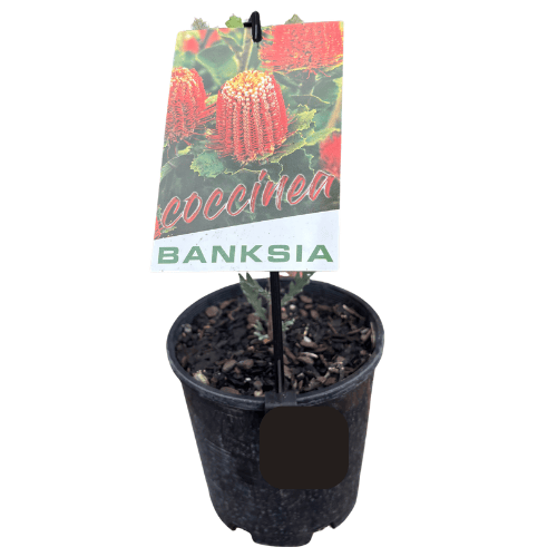 Banksia coccinea 14cm