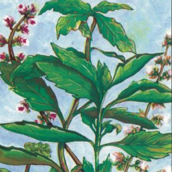 Basil Rare Collection 4-in-1 Seeds