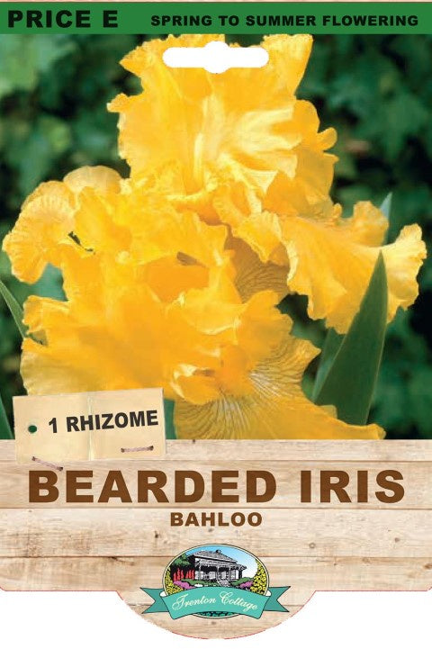 Bearded Iris Bahloo - 1 Rhizome