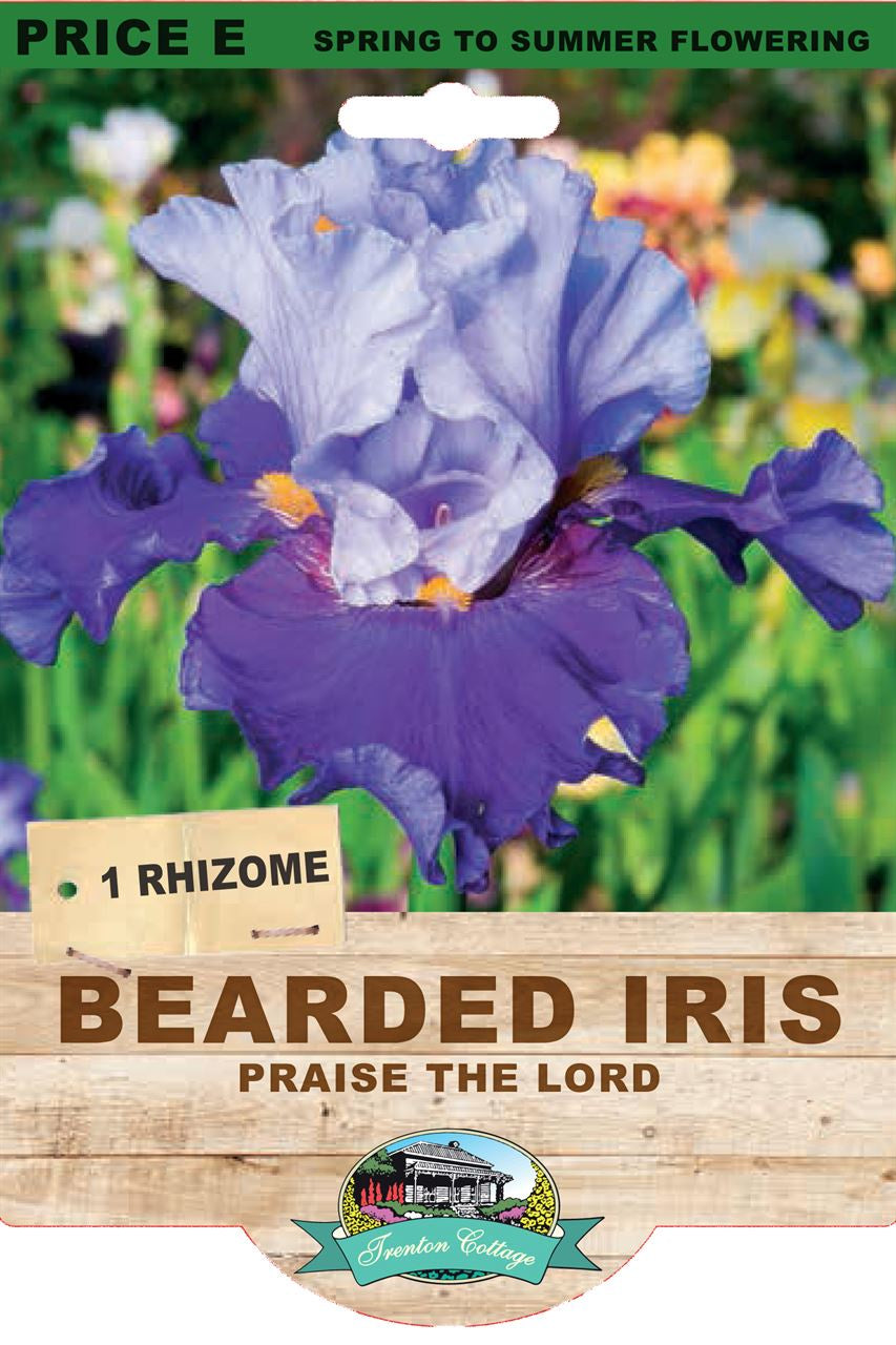 Bearded Iris Praise The Lord - 1 Rhizome