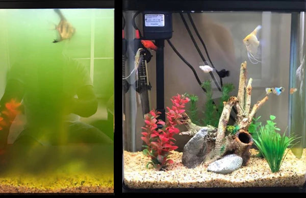 Splosht Aquarium Pack