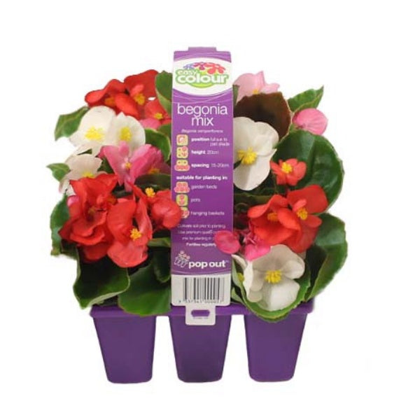 Begonia Mix