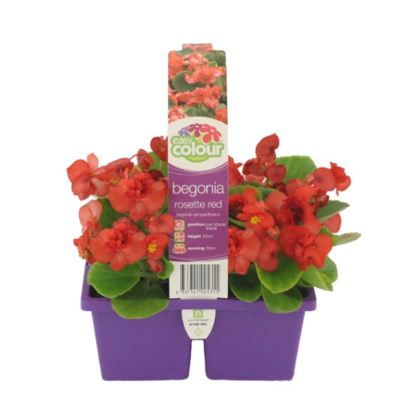 Begonia Rosette Red