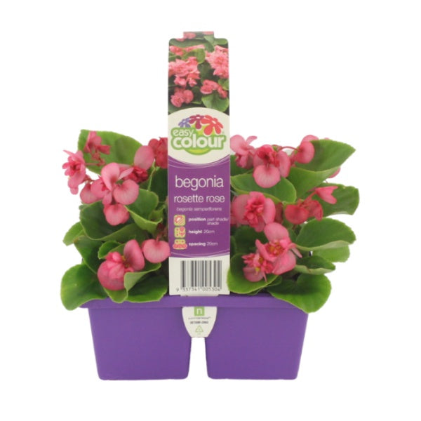 Begonia Rosette Rose
