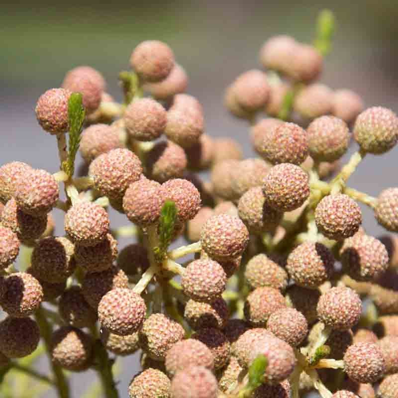 Berzelia 'Buttonbush Rose' 14cm