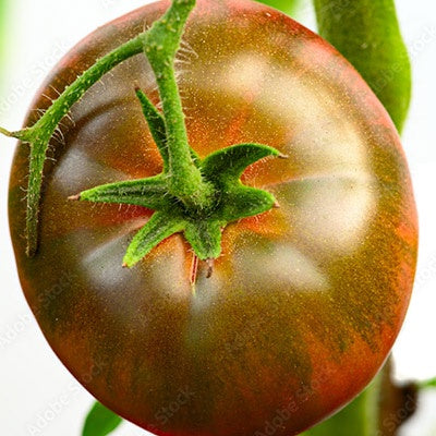 Tomato Black Russian 10cm