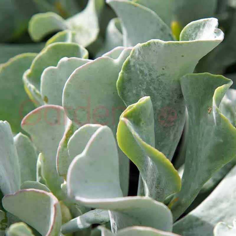 Cotyledon Blue Waves 20cm