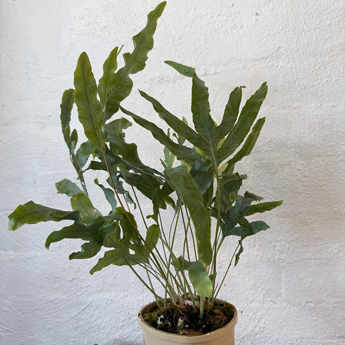 Polypodium aureaum - Blue Star Fern 12cm