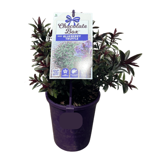 Hebe Chocolate Box Blueberry Truffle 14cm