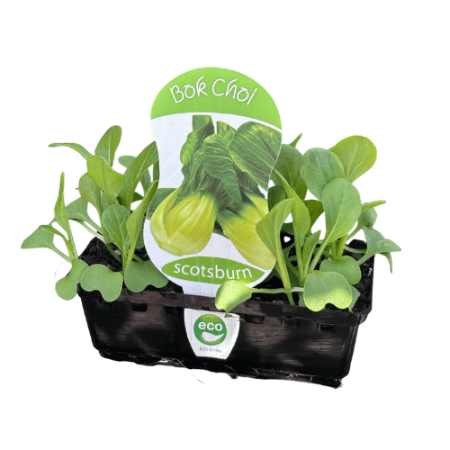 Bok Choi Punnet