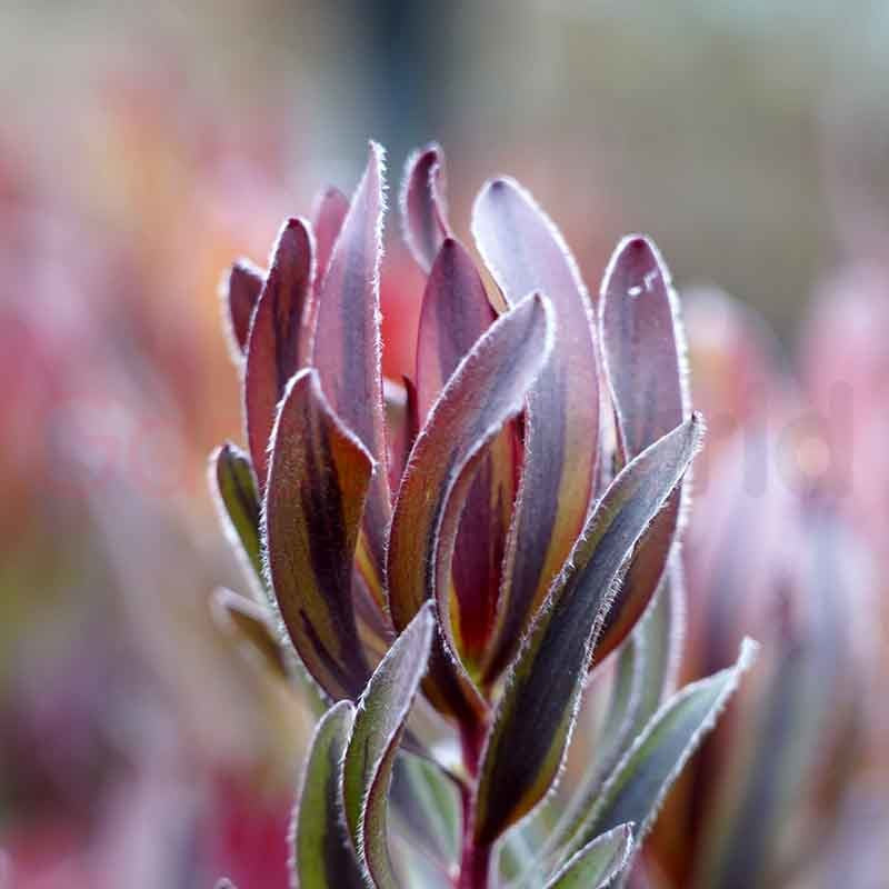 Leucadendron 'Burgundy Blaze' 14cm