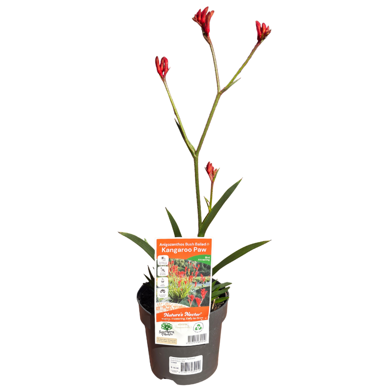 Kangaroo Paw Bush Ballad 14cm