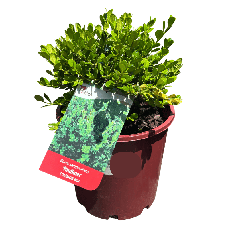 English Box Faulkner 20cm