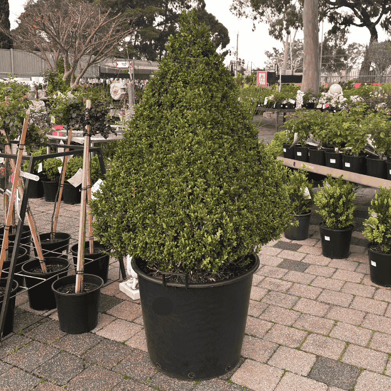 Buxus Topiary 58cm Advanced