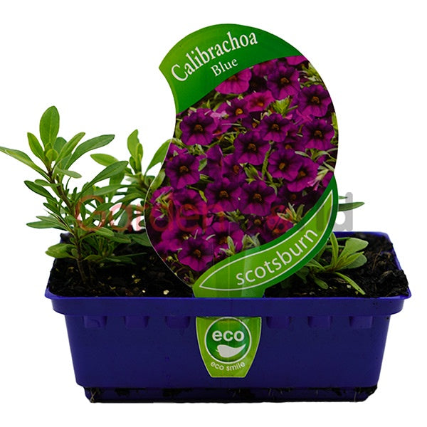 Calibrachoa Blue Punnet
