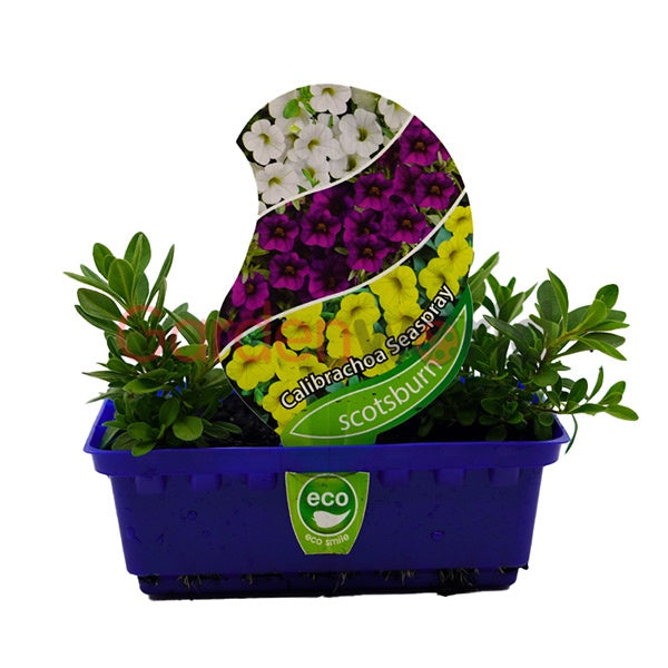 Calibrachoa Seaspray Mix Punnet