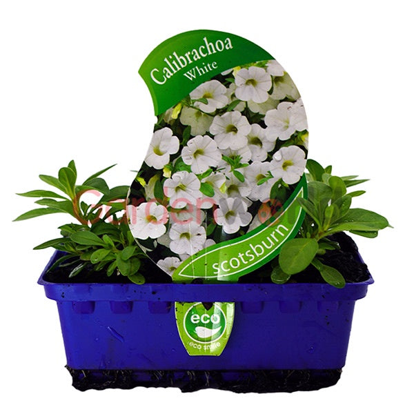 Calibrachoa White Punnet