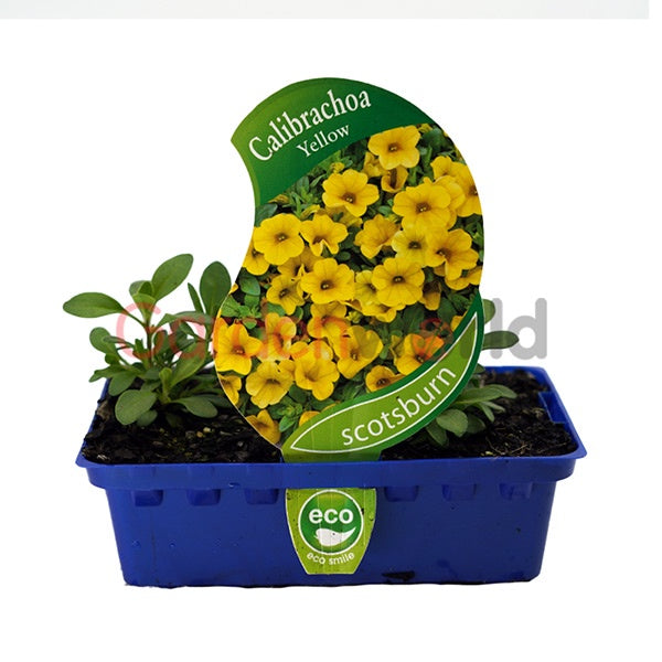 Calibrachoa Yellow Punnet