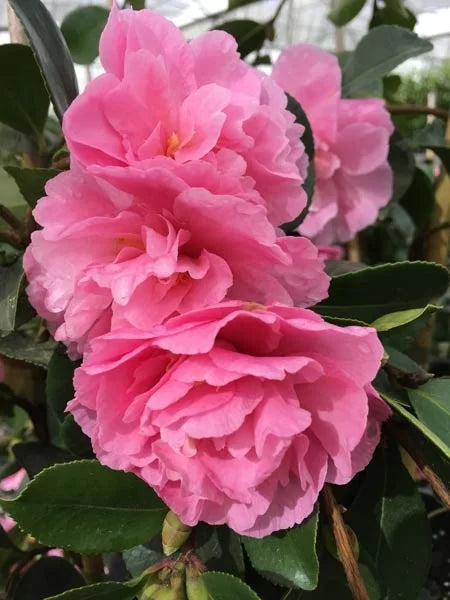 Camellia 18cm