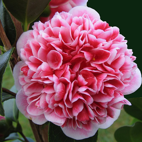 Camellia 'Volunteer' 25cm