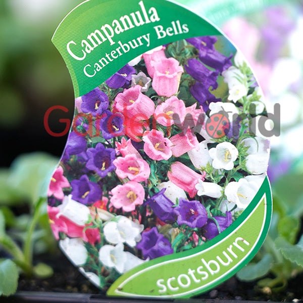 Campanula Canterbury Bells