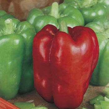 Capsicum Giant Bell Seeds