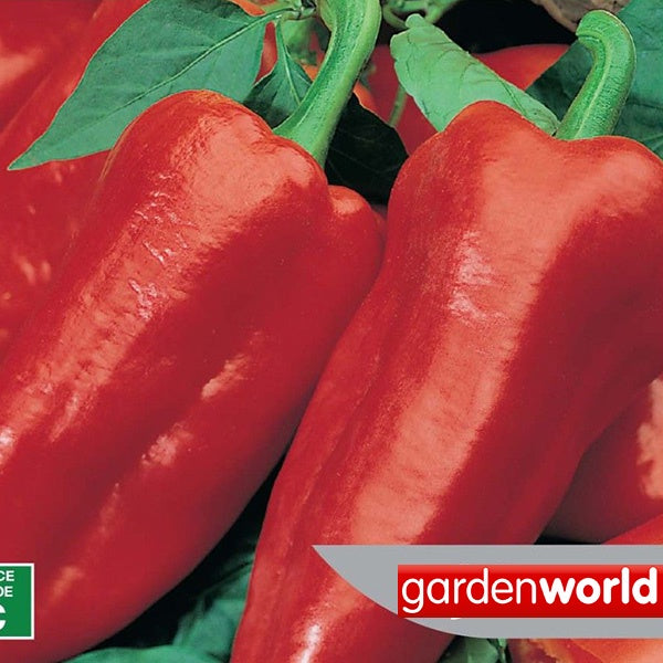 Capsicum Sweet Romano Seed Seeds