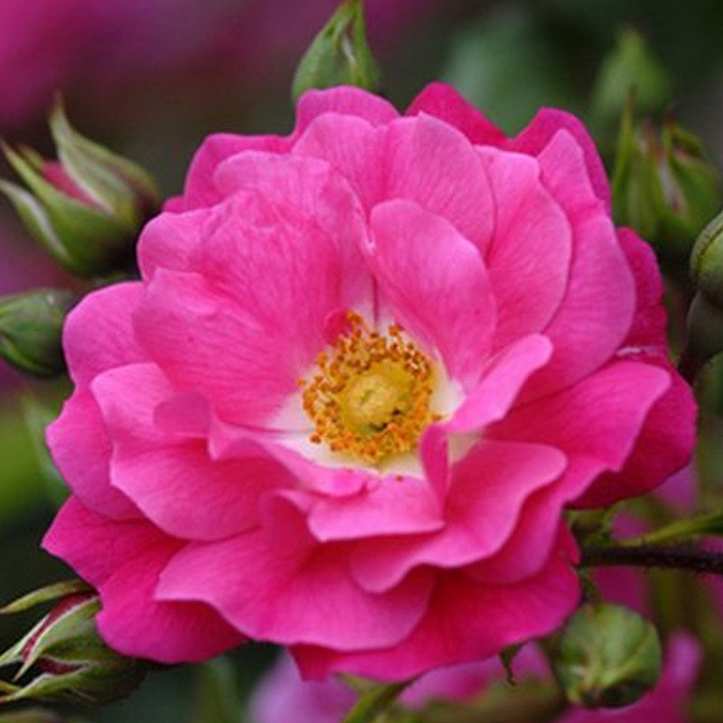 Rose Flower Carpet Pink 14cm