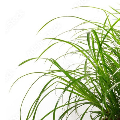 Cat Grass 10cm