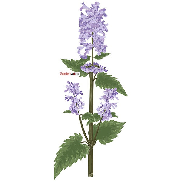 Catmint 10cm