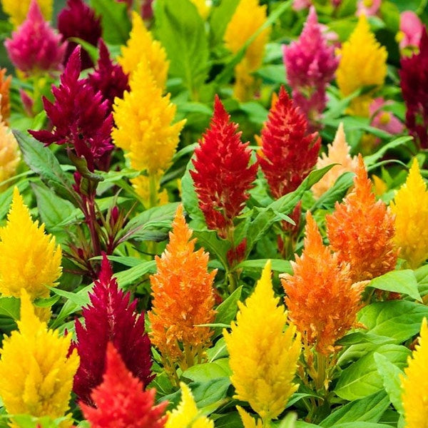 Celosia Dwarf Mix Punnet
