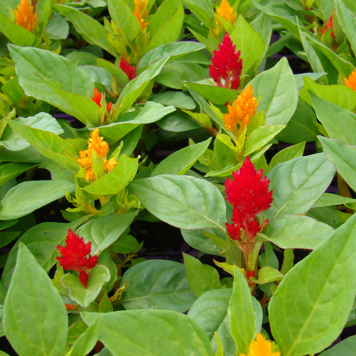 Celosia Mix