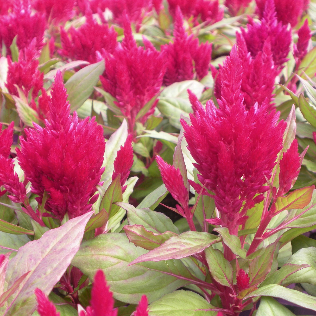 Celosia Red