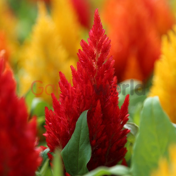 Celosia Dwarf Red Punnet