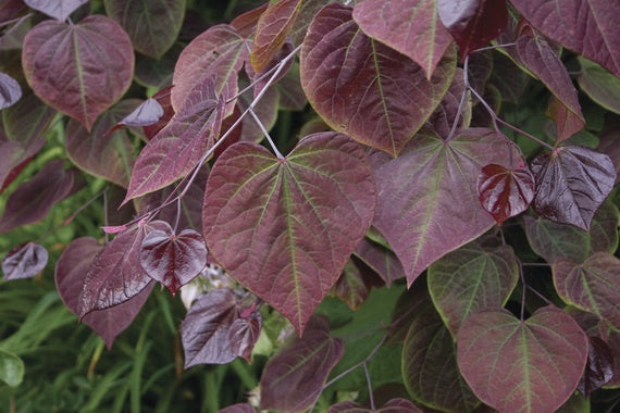 Cercis 'Forest Pansy' 33cm