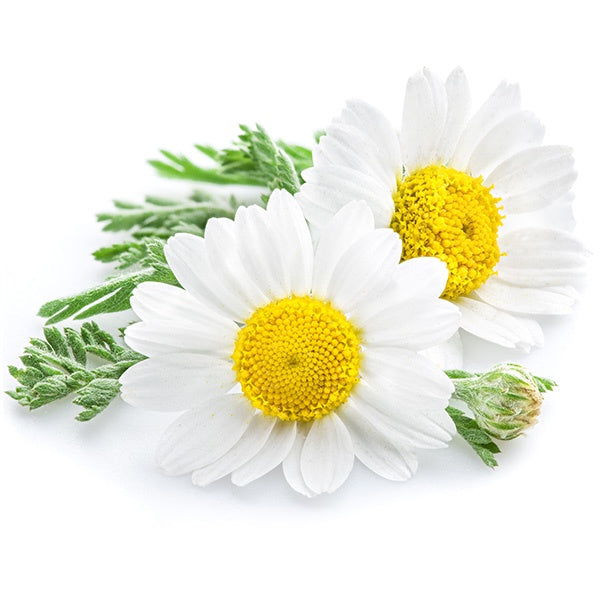 Chamomile Seeds